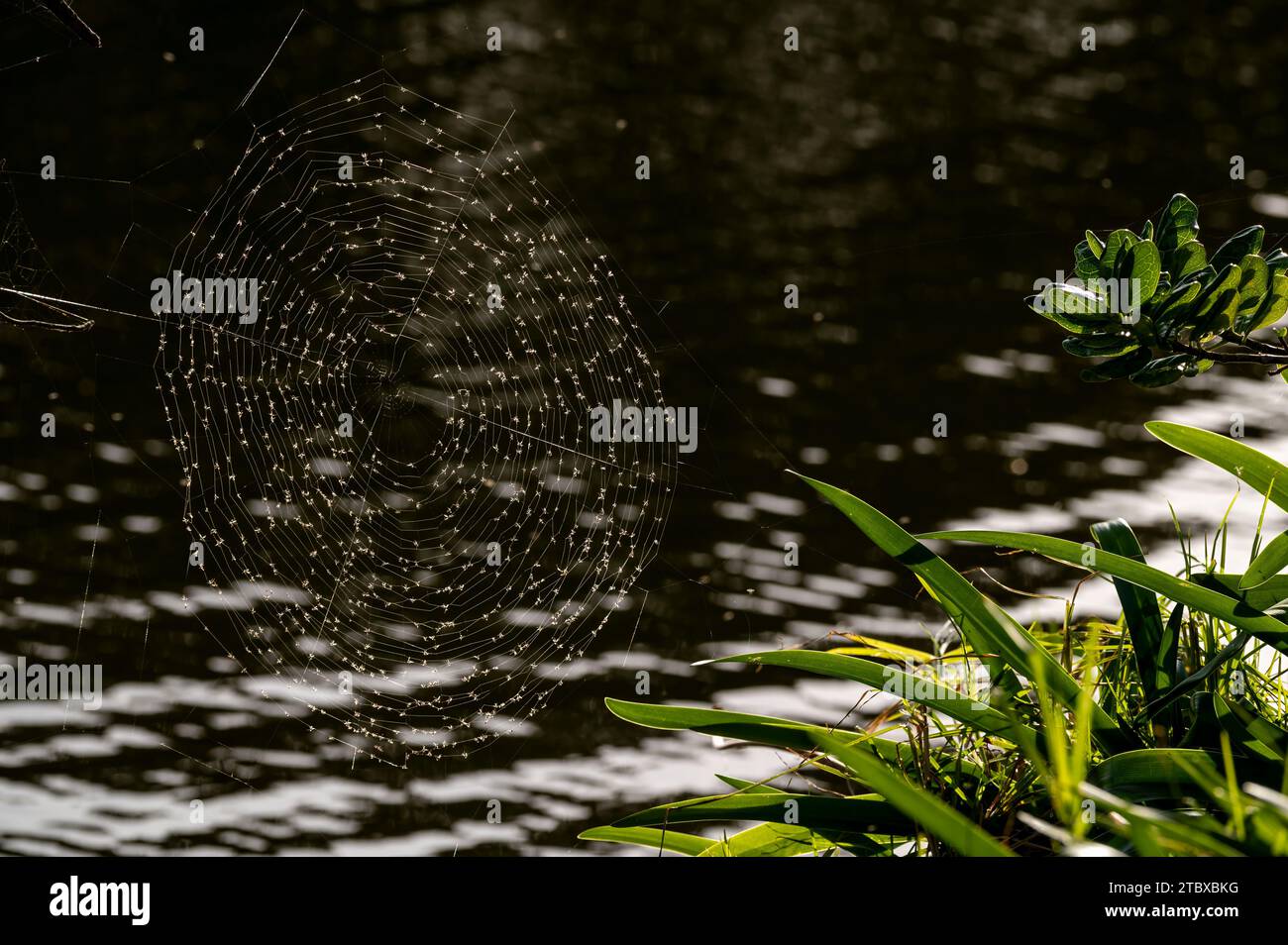 Eine Nahaufnahme eines Spinnennetzes über einem See und grüner Pflanzen Stockfoto