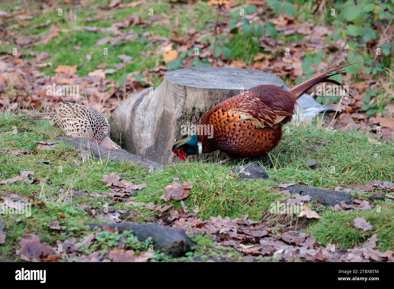 Fasane Phasianus colchicus, männlich orange braun mit rotem, klatschblaugrünem Glanz auf dem Kopf langer Schwanz Weißer Kragen Weibchen meliert Büffelbraun in der Felle Stockfoto
