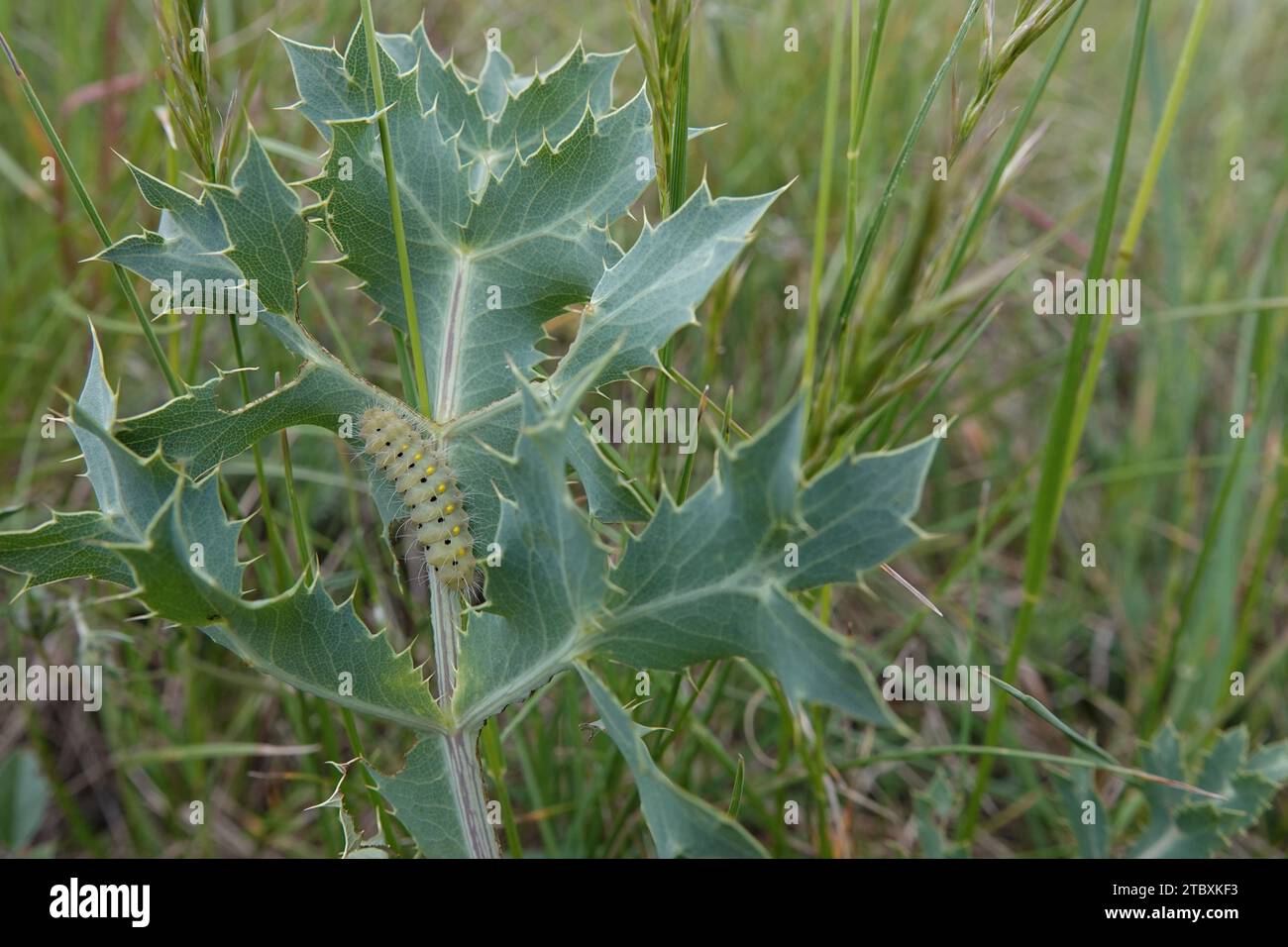 Natürliche Nahaufnahme auf der haarigen grünen raupe der bunten tagelangen, träge burnet Motte Zygaena erythrus, auf einem Blatt des Felderyngos, Eryngium Cam Stockfoto