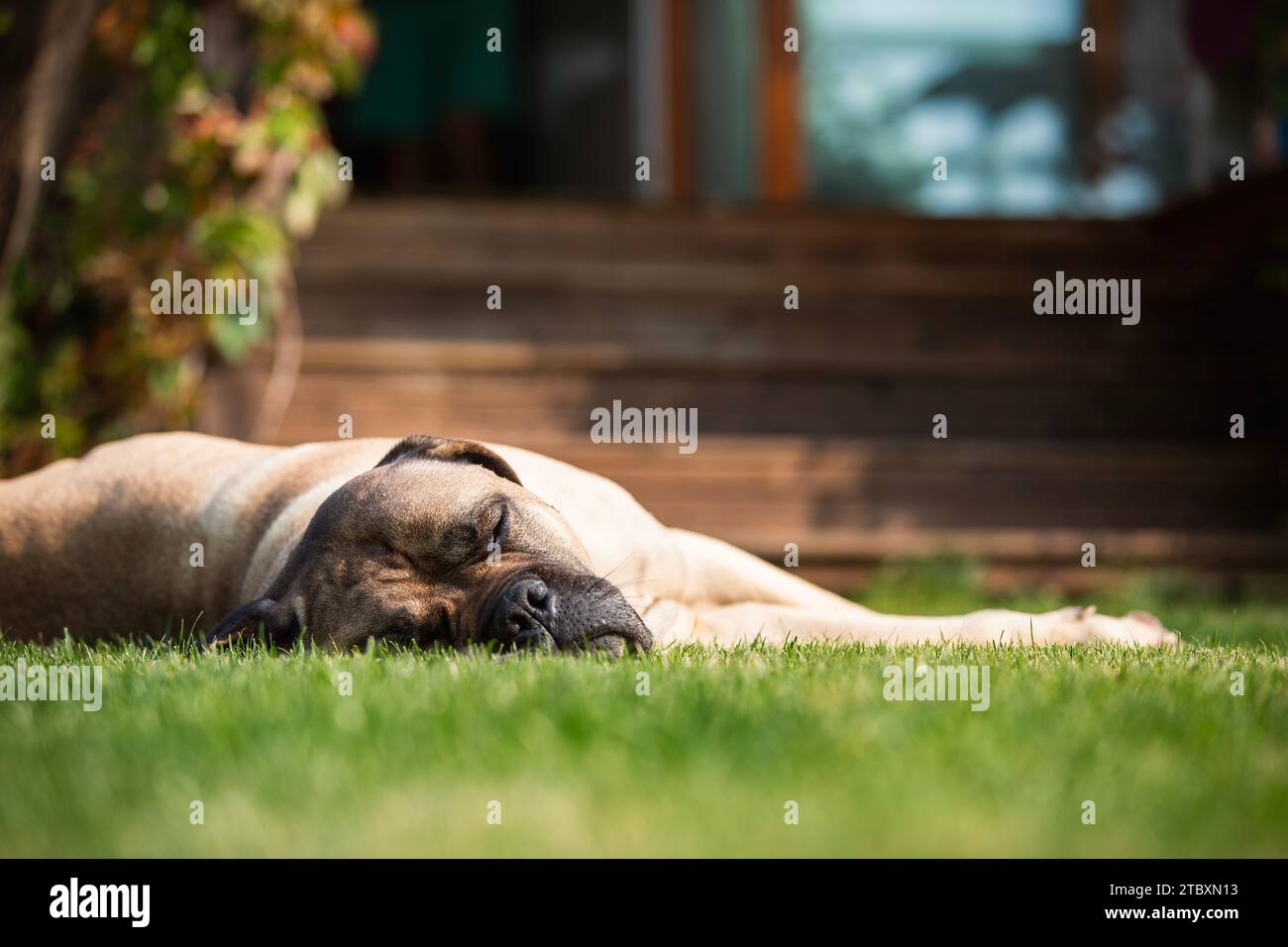 Großer Hund, der im Gras vor dem Hauseingang schläft. Der Hund Cane corso ruht sich am sonnigen Sommertag auf dem Hinterhof aus. Stockfoto