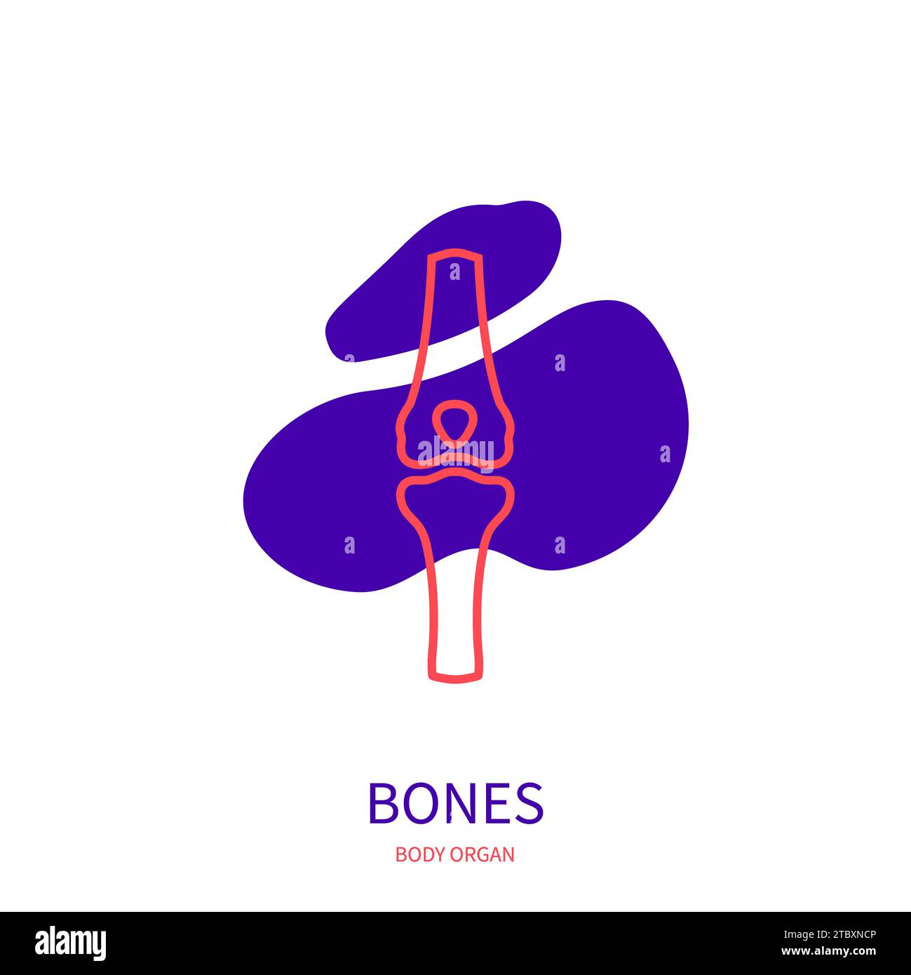 Knochen, konzeptionelle Illustration Stockfoto