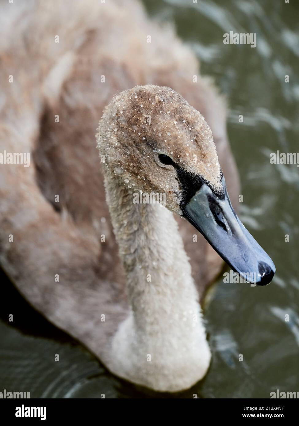 Cygnet -juvenile Schwanenhals- und rechter Kopf-Bild mit Wasserhintergrund. Stockfoto