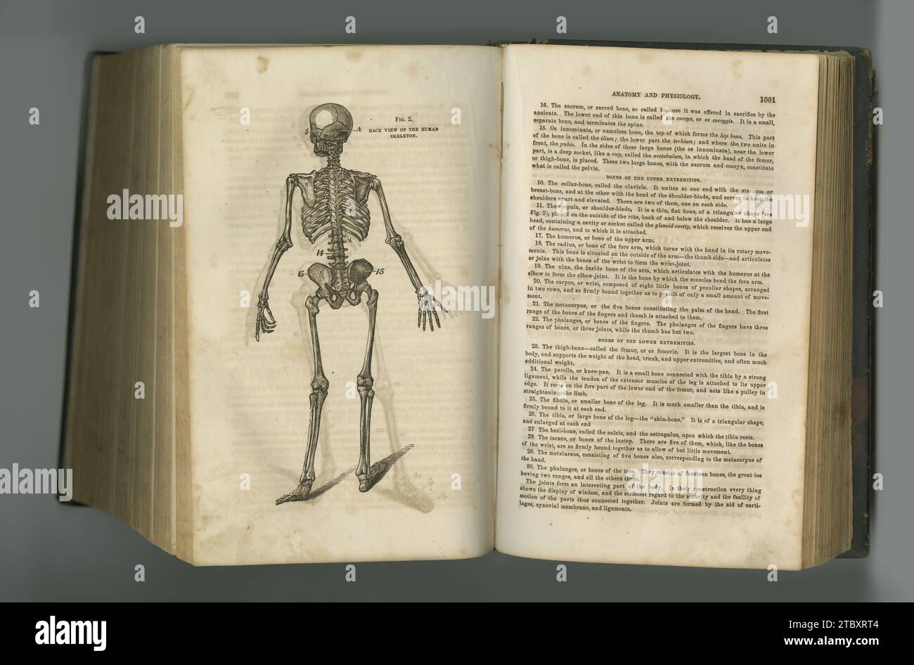 Altes Buch, Jahrgang und Anatomie menschlicher Skelett- oder Körperteile in Literatur, Manuskripten oder antiken Schriften vor Atelierhintergrund. Verlauf Stockfoto