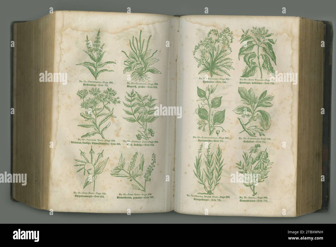 Altes Buch, Pflanzen und Jahrgangskräuter des Studiums, der Medizingeschichte oder Seiten der Biologie vor Atelierhintergrund. Historischer Roman, botanisches Journal oder Stockfoto