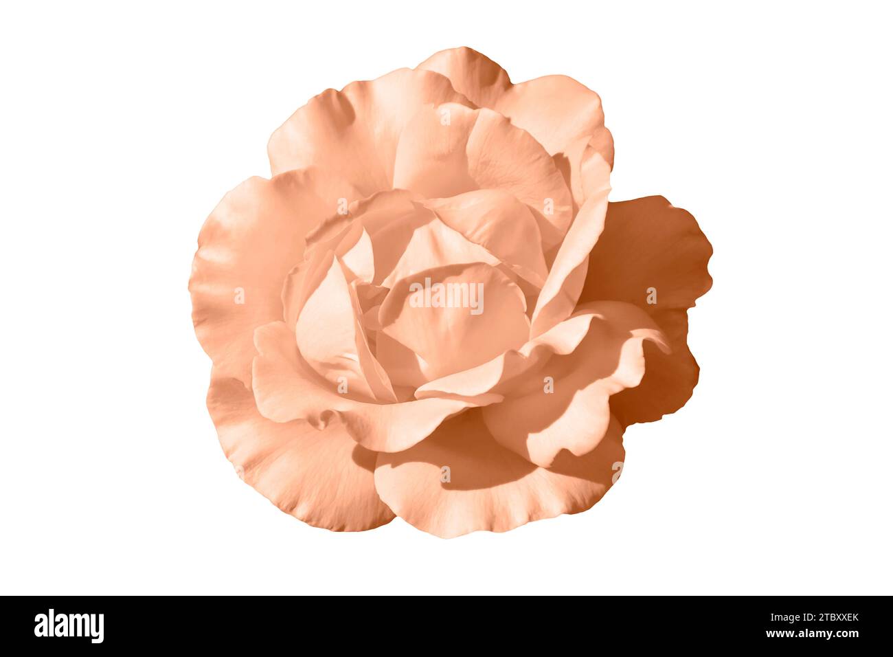 Eine blühende Blume aus zarter pfirsichfarbiger Rose isoliert auf weißem Hintergrund. Nahaufnahme. Element der Konstruktion. Stockfoto