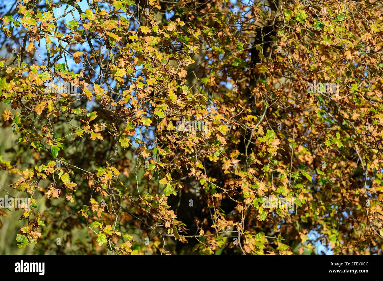 Eiche [Quercus robur] Blätter auf einem Baum im Herbst. Stockfoto