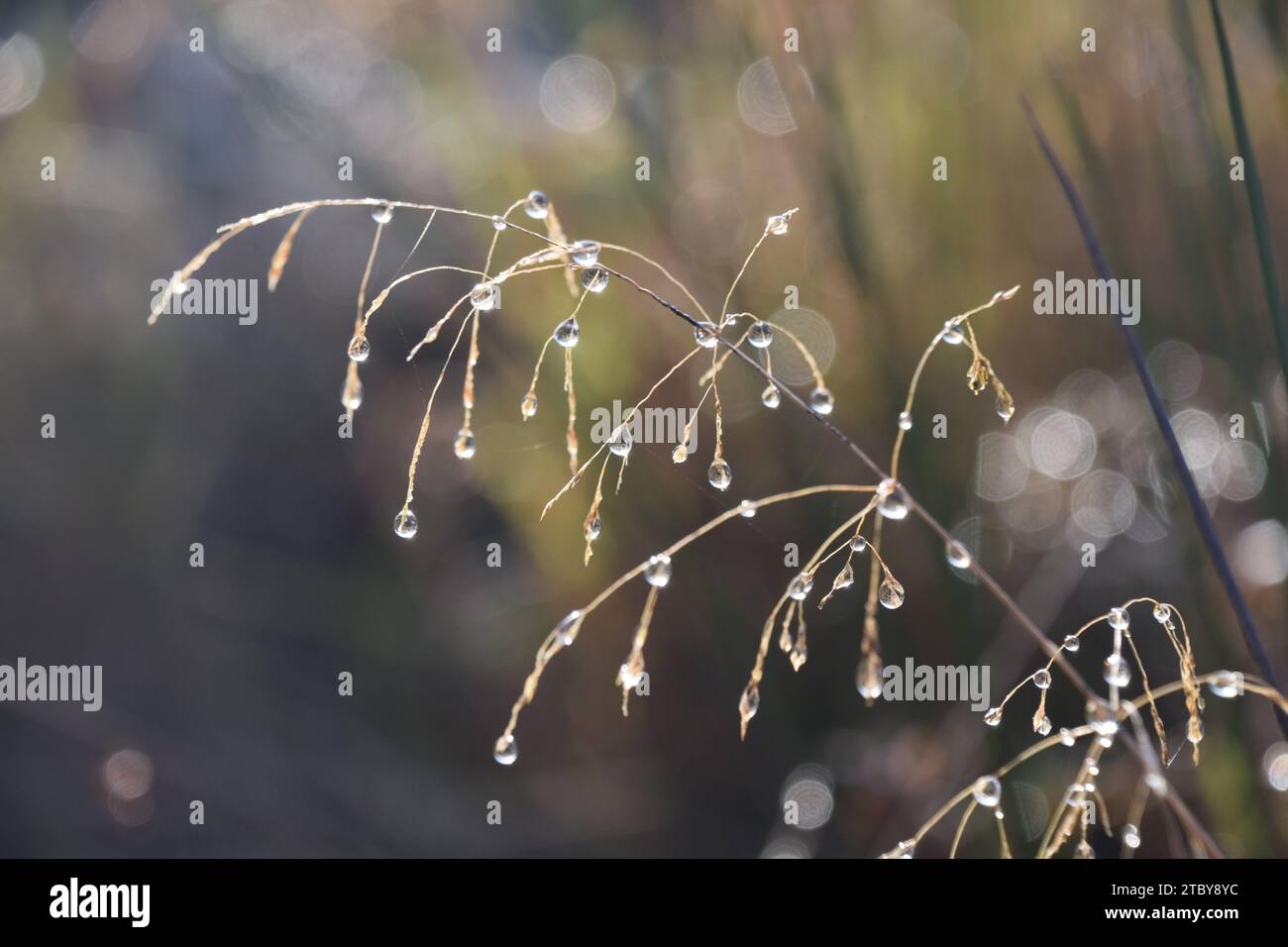 Tautropfendiamanten Stockfoto