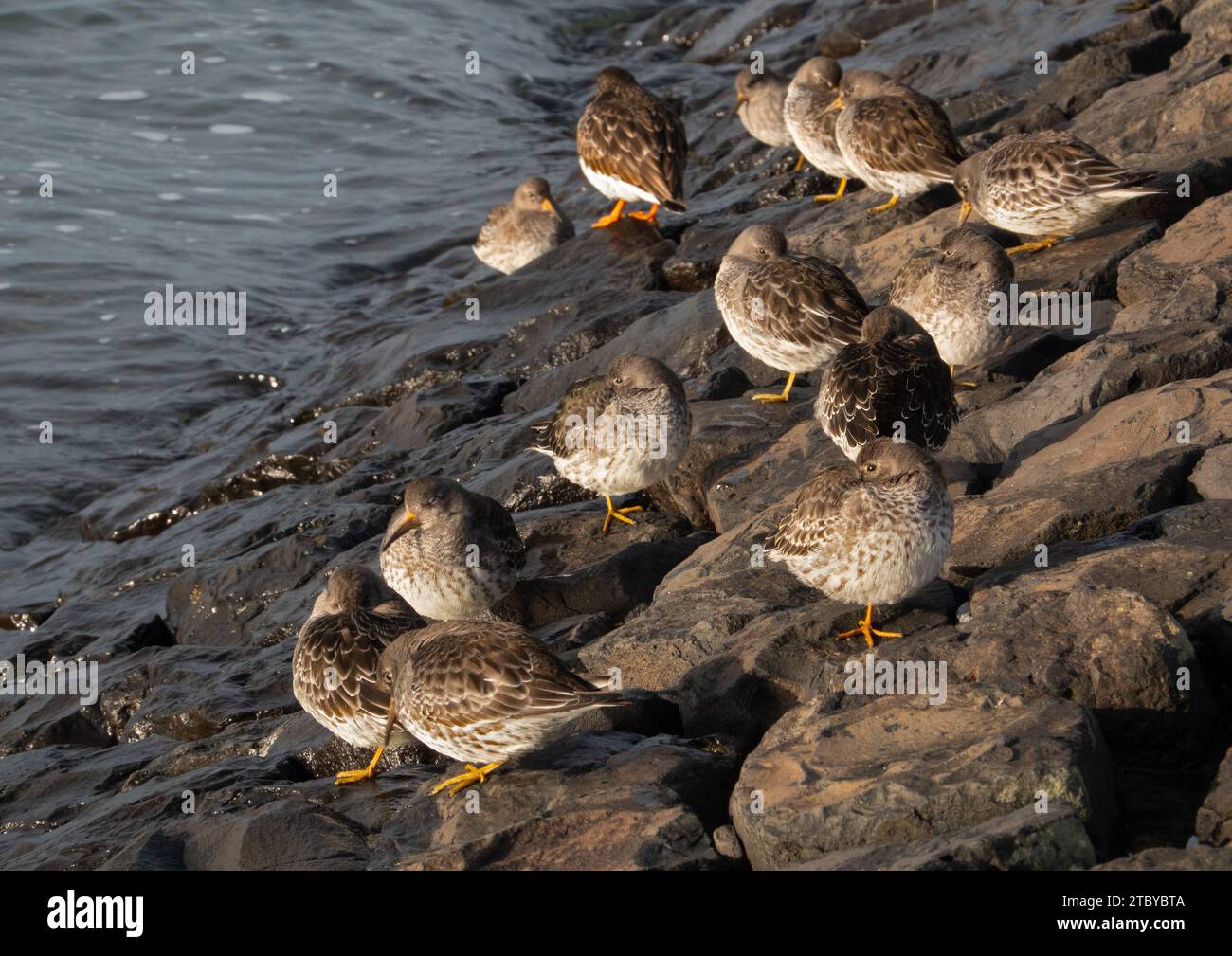 Gruppe von Ruddy-Drehsteinen, kleine Watvögel, die auf Basaltblöcken eines Deiches ruhen Stockfoto