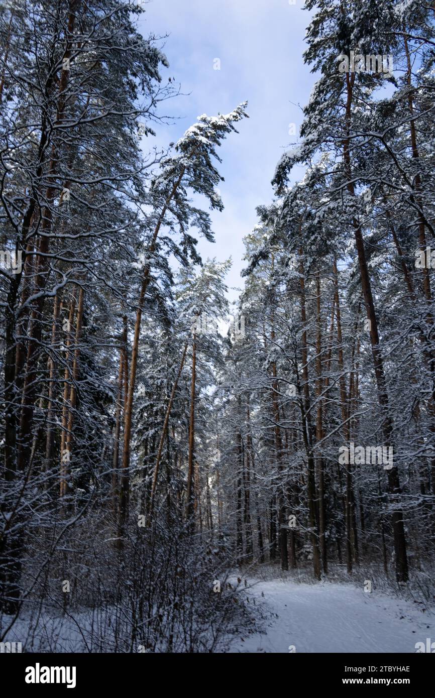 Winter und die Straße durch den Wald 3.01.2024.Blick in den Wald und die wunderschöne Natur. Stockfoto