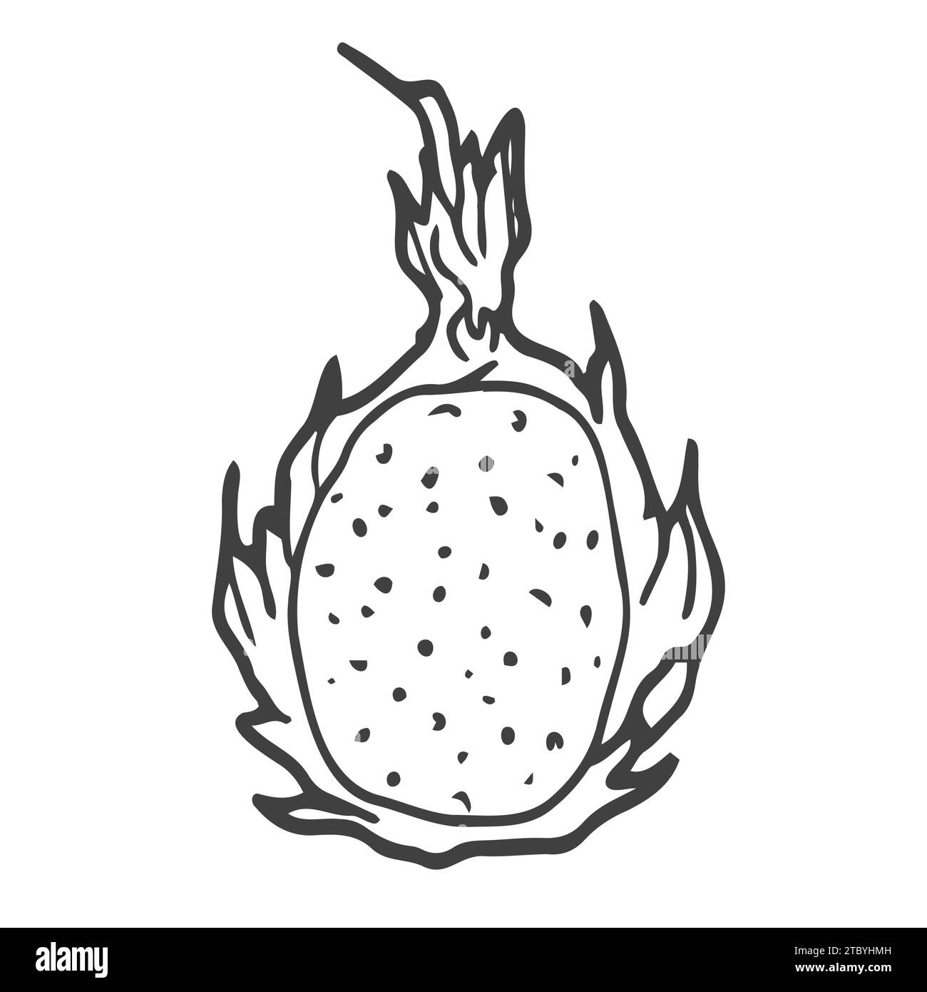 Pitaya Drachenfrucht Grafik schwarz weiß isolierte Skizze Illustration Stock Vektor