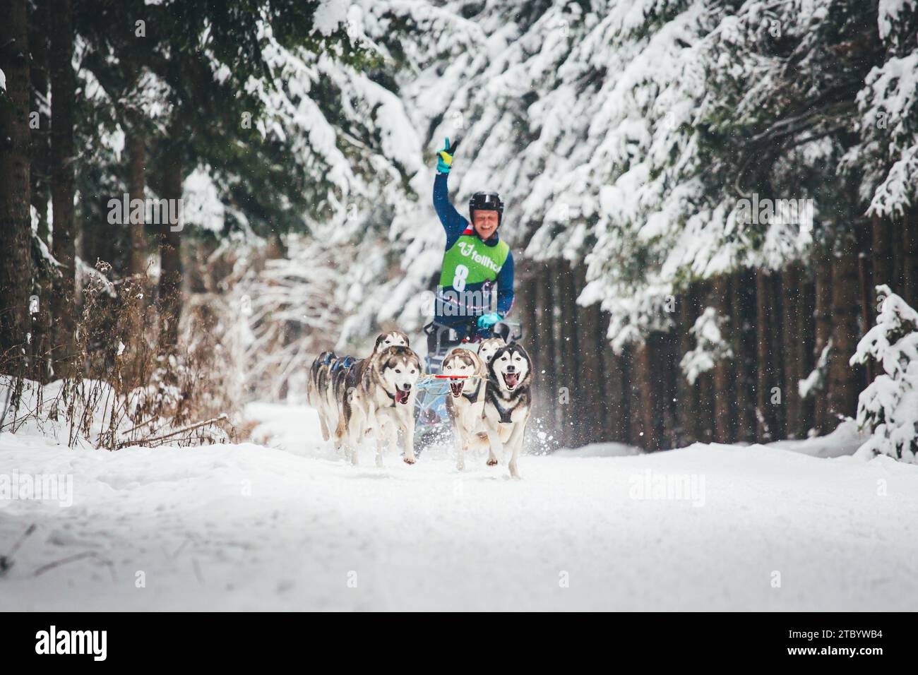 Schlittenhund läuft mit Huskies. Ottenschlag, Waldviertel, Österreich Stockfoto