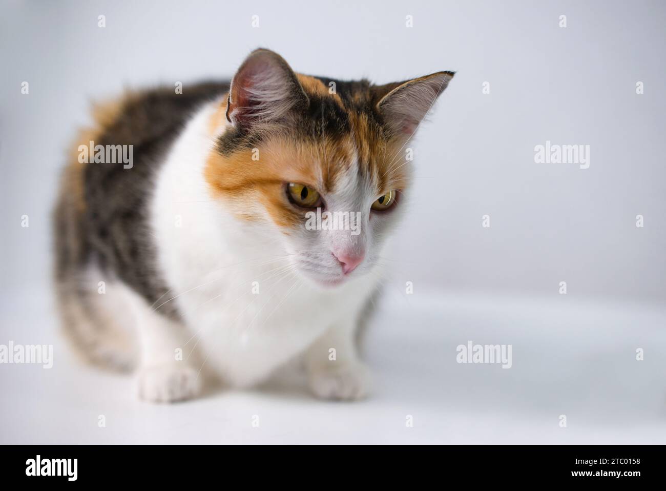 Nahporträt einer dreifarbigen Glückskatze mit goldorangefarbenen Augen. Die Katze sitzt auf einem weißen Tisch mit einem leicht grauen Hintergrund. A detailliert Stockfoto