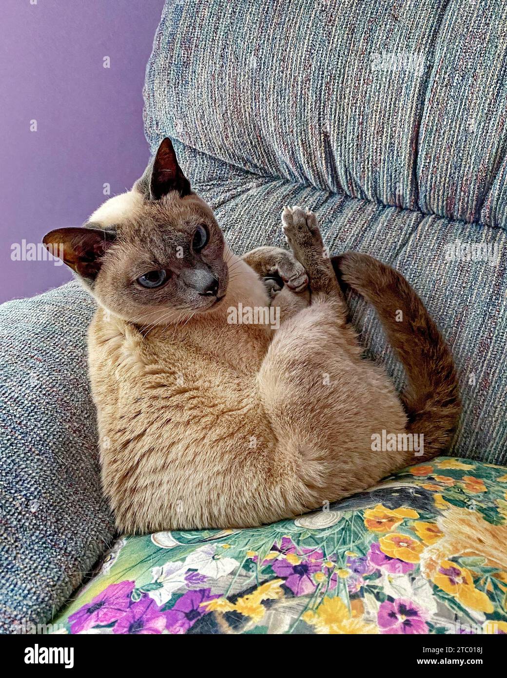 Tonkinese Katze, sitzend auf Kissen, Stuhl, Bein hoch, Haustier, reinrassig, feline, hübsch, tierisch, PR Stockfoto