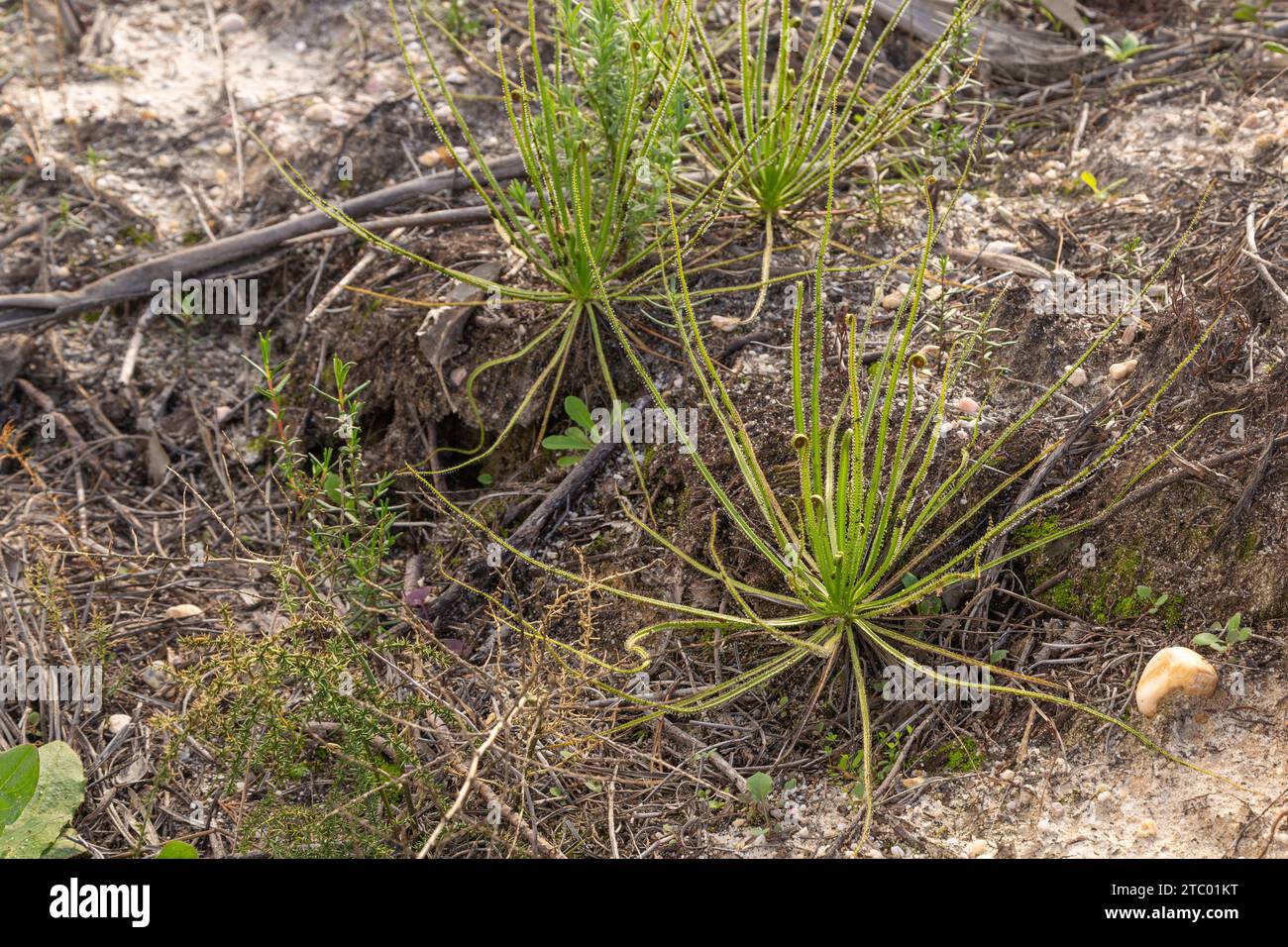 Drosophyllum lusitanicum, eine fleischfressende Pflanze, die im natürlichen Lebensraum südlich von Lissabon, Portugal, zu sehen ist Stockfoto