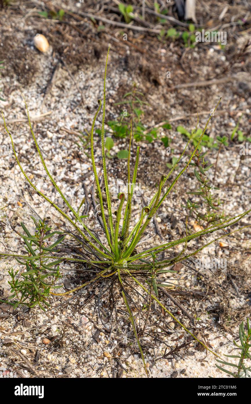 Drosophyllum lusitanicum, eine fleischfressende Pflanze, die im natürlichen Lebensraum südlich von Lissabon, Portugal, zu sehen ist Stockfoto
