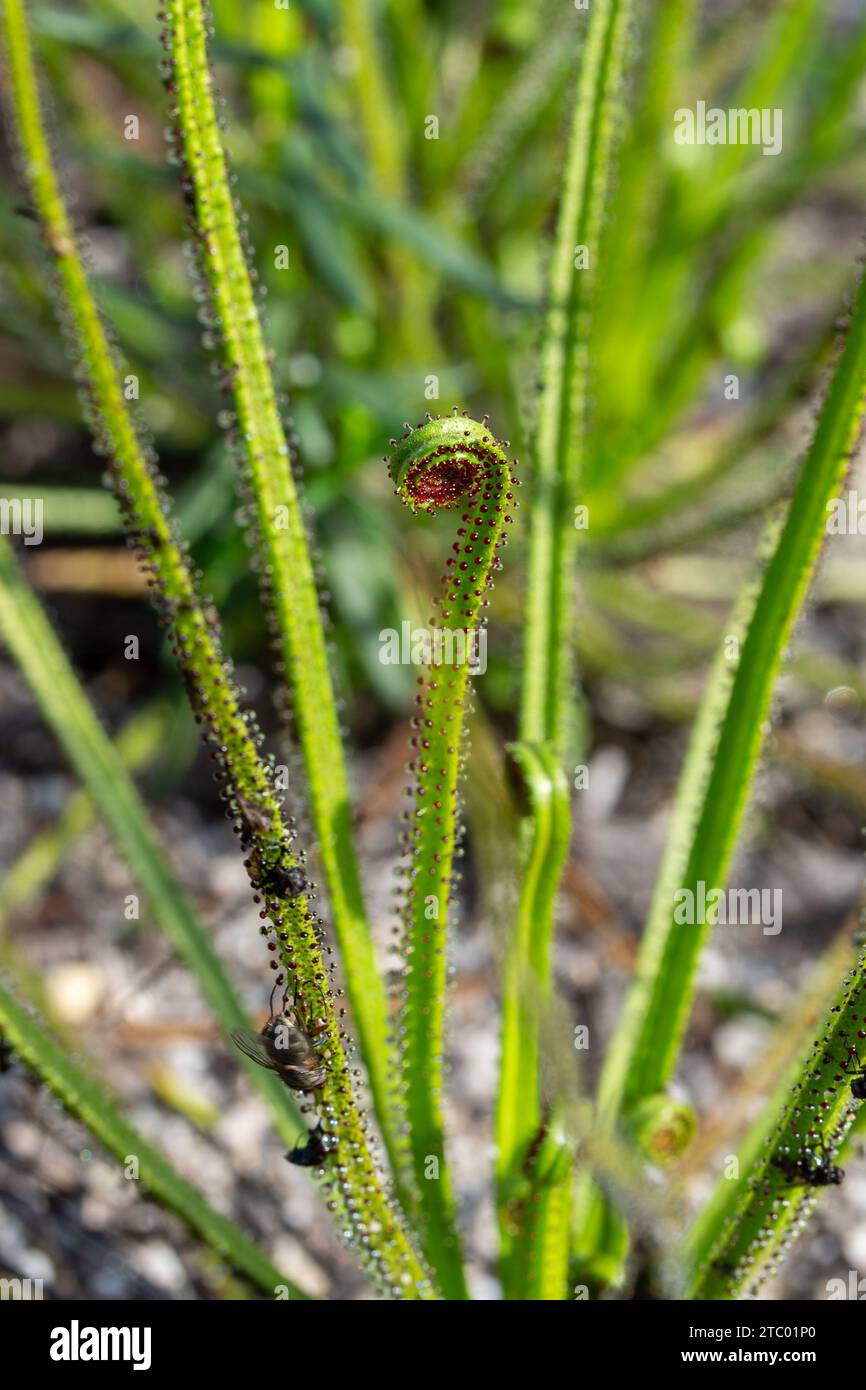 Drosophyllum lusitanicum, eine fleischfressende Pflanze, die im natürlichen Lebensraum südlich von Lissabon, Portugal, zu sehen ist Stockfoto