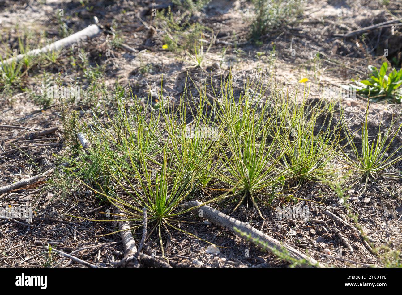 Drosophyllum lusitanicum, eine fleischfressende Pflanze, die im natürlichen Lebensraum südlich von Lissabon, Portugal, zu sehen ist Stockfoto