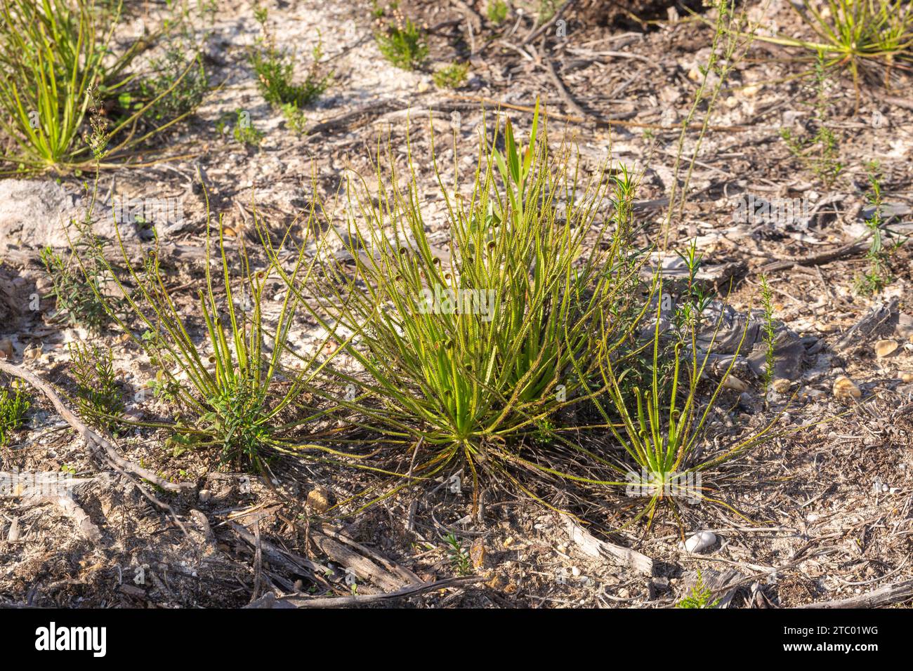 Drosophyllum lusitanicum, eine fleischfressende Pflanze, die im natürlichen Lebensraum südlich von Lissabon, Portugal, zu sehen ist Stockfoto
