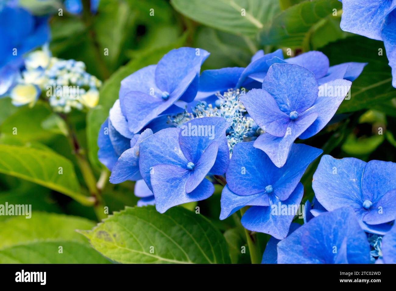 Blaue Spitzenkappe Hydrangea, Nahaufnahme mit Fokus auf einen einzelnen Blumenkopf des Strauchs, der die großen blauen äußeren Blüten und kleineren inneren Blüten zeigt. Stockfoto