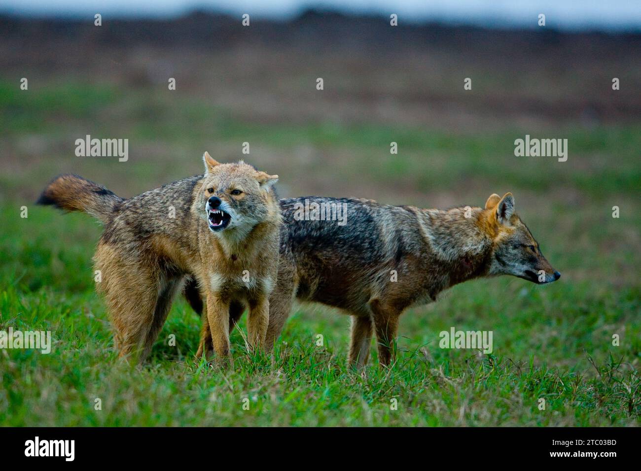 Goldener Schakal (Canis aureus) Stockfoto