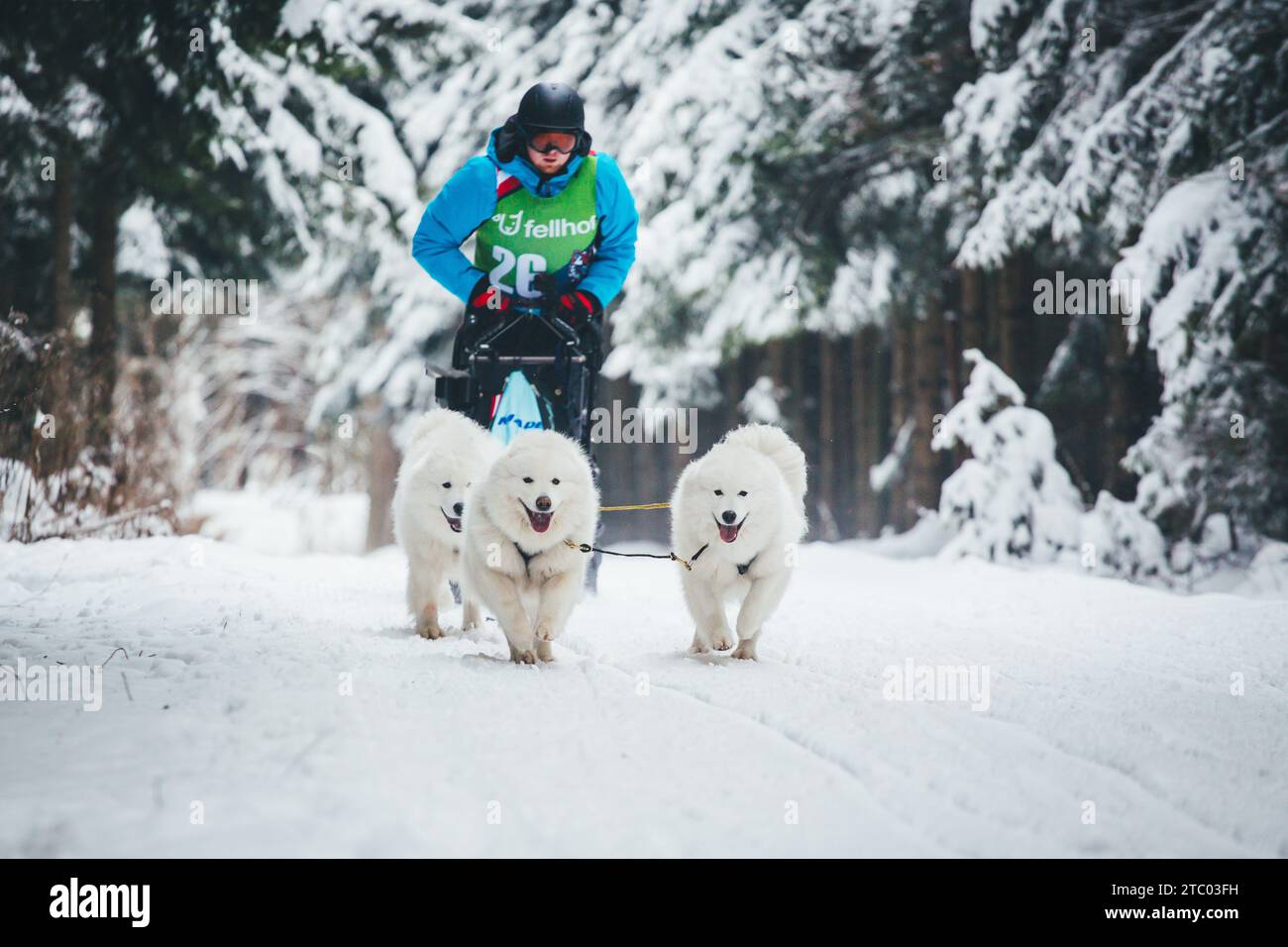 Schlittenhund Rennen mit Samoyeds. Ottenschlag, Waldviertel, Österreich Stockfoto