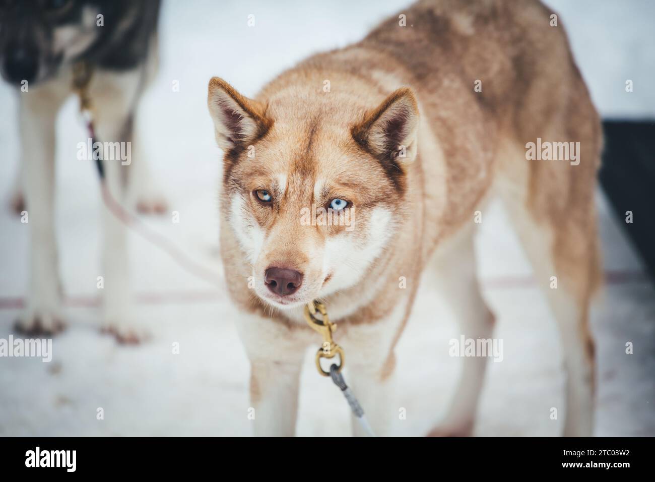 Sibirischer Husky steht auf dem Spiel Stockfoto