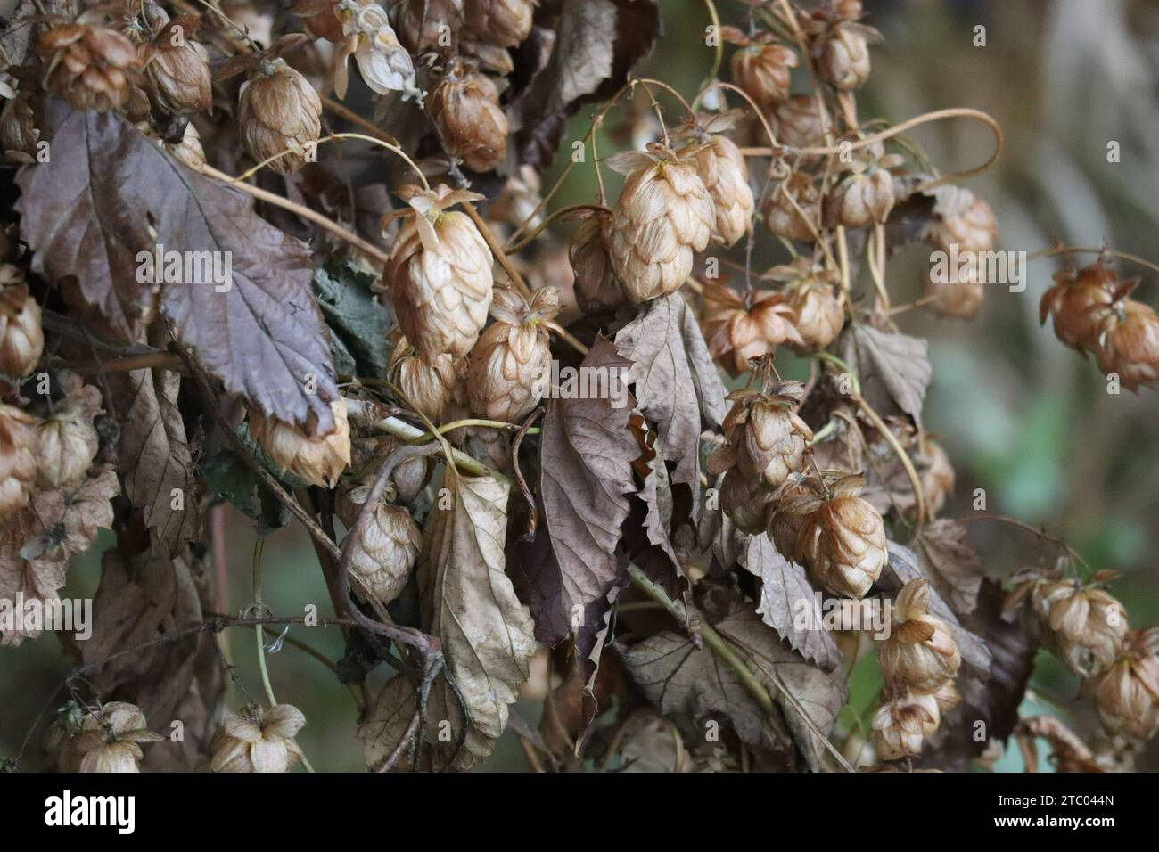 Der wilde Hopfen schimmert im Winter silbrig Stockfoto