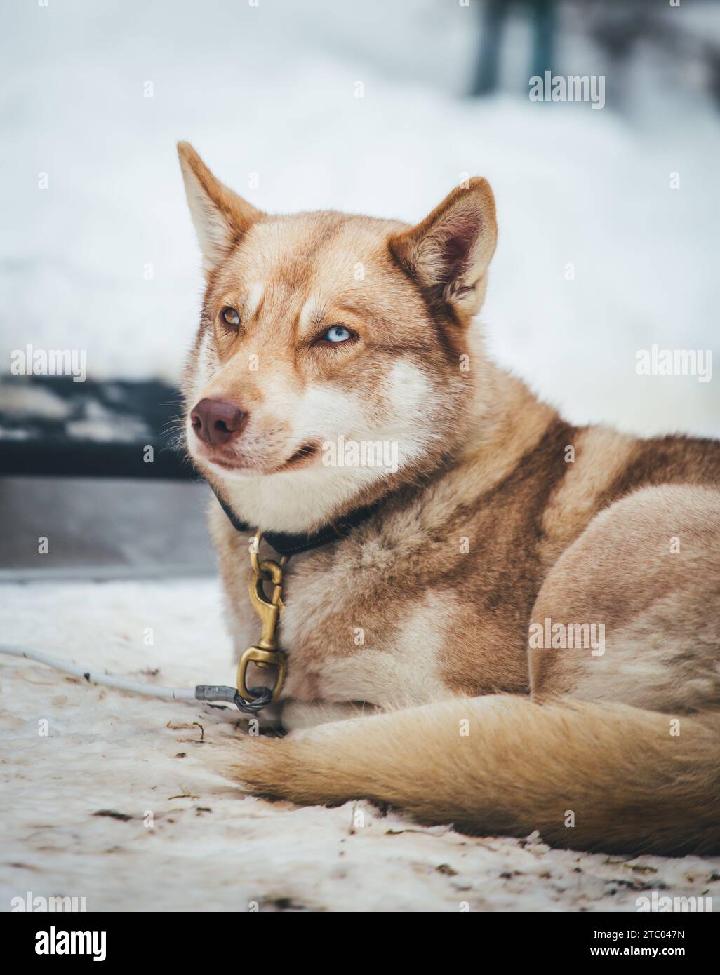 Sibirischer Husky steht auf dem Spiel Stockfoto