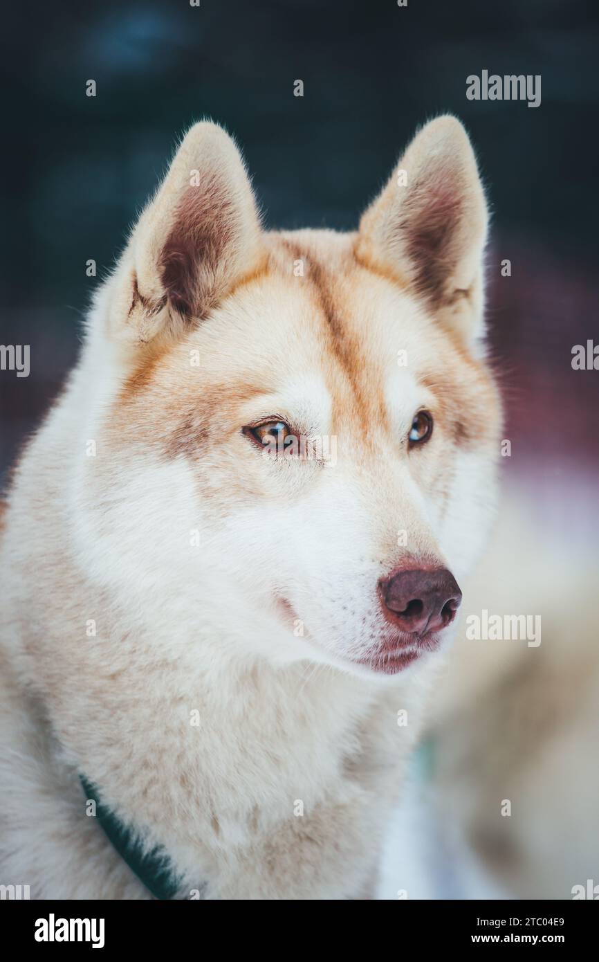 Sibirischer Husky steht auf dem Spiel Stockfoto
