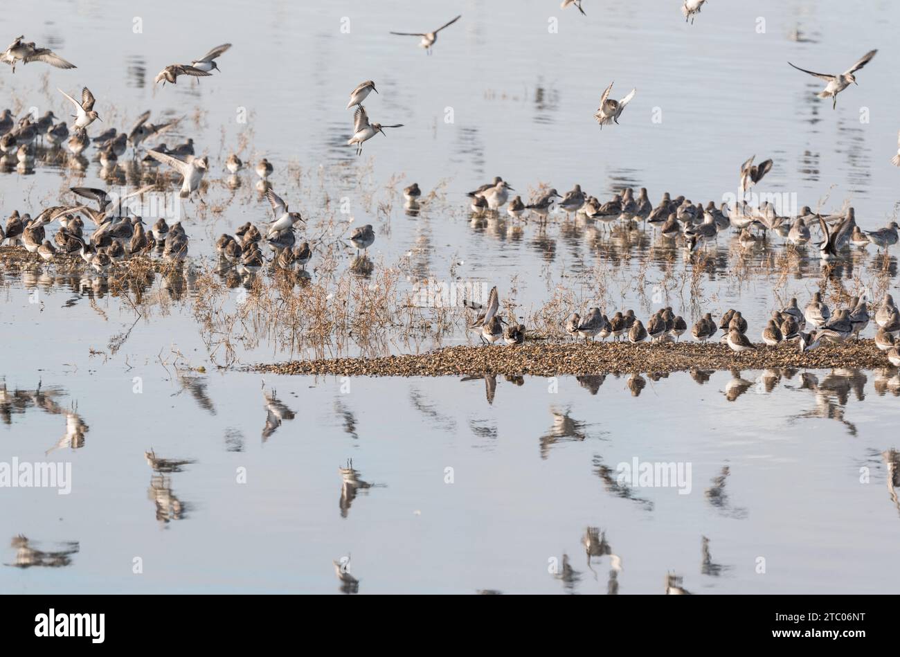 Gemischte Herde von Landewatten in Leigh on Sea, Essex. Hauptsächlich Dunlin und Ringed Plover Stockfoto