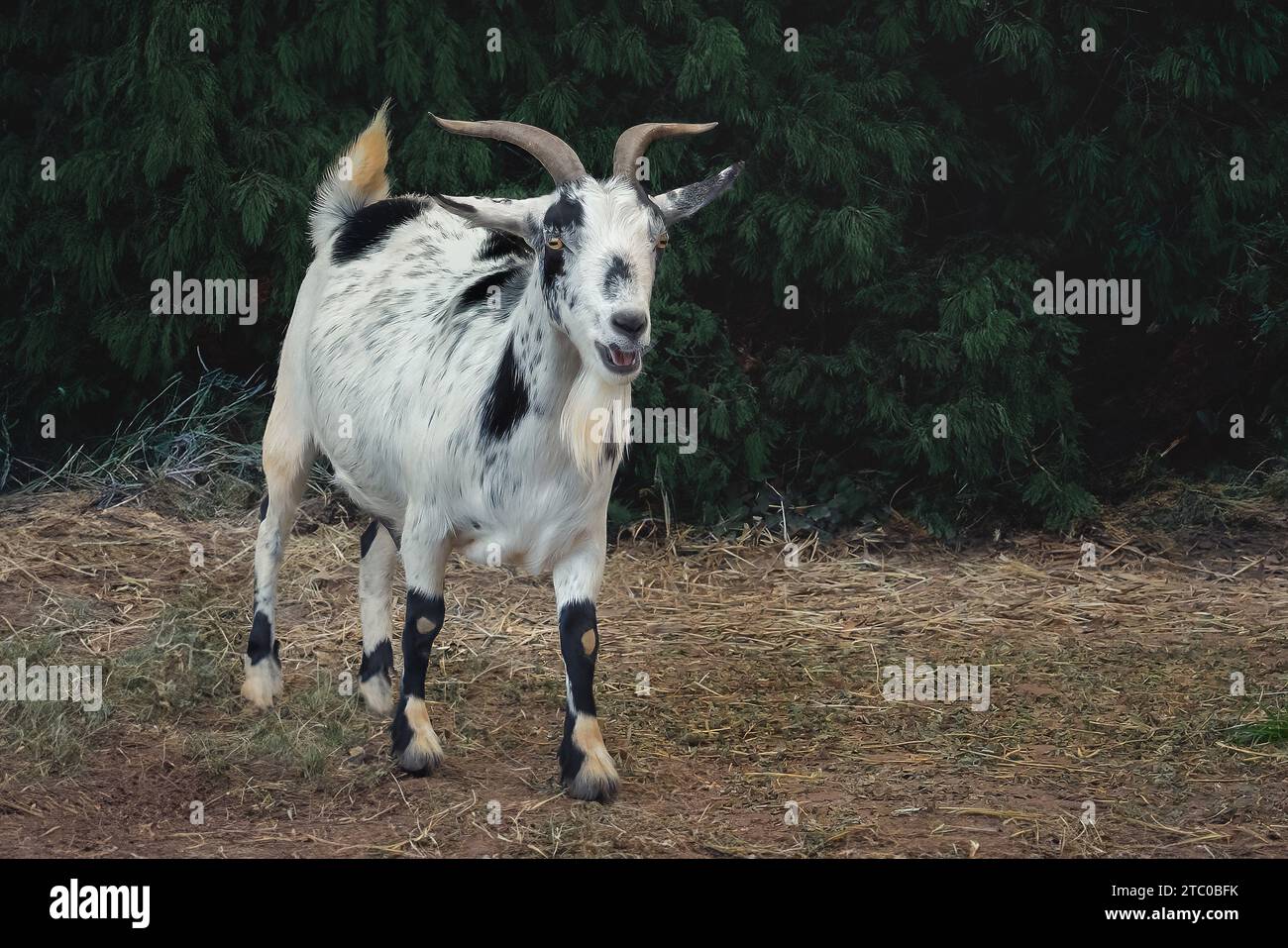 Männliche Hausziege (Capra hircus) - Buck Stockfoto