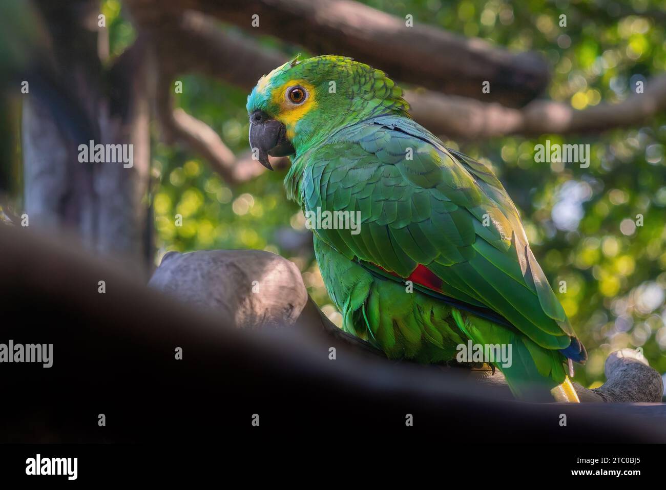 Amazonas mit Türkis oder Papagei mit Blaufront (Amazona aestiva) Stockfoto