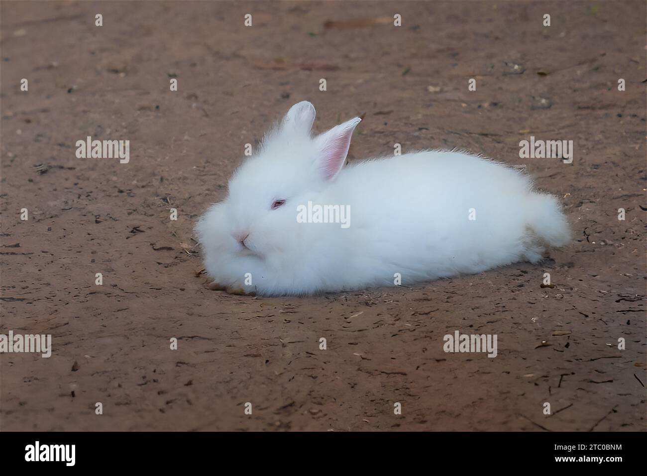 Flauschige Weiße Löwenkopfkaninchen - Hauskaninchenrasse Stockfoto