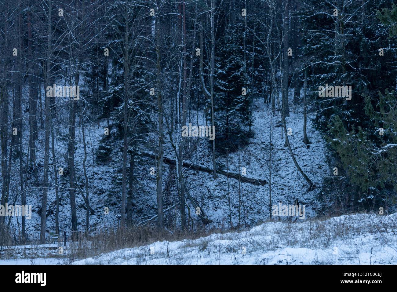 Wildtierlandschaft mit Schnee an einem kalten Winterabend in Litauen Stockfoto