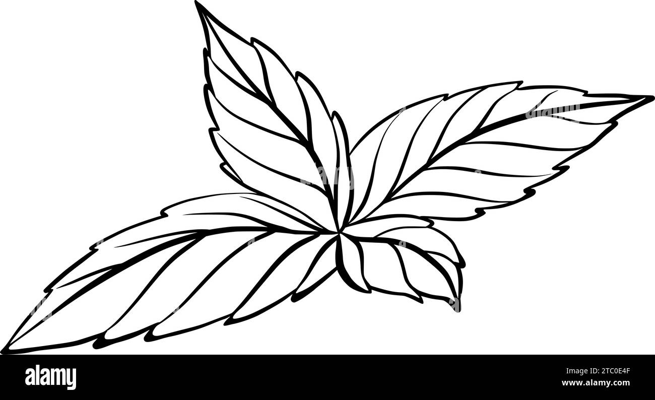 Minzblätter zur grafischen Dekoration von Süßwaren. Vektorabbildung. Handgezeichnet in einem einfachen minimalistischen Stil. Kann für verwendet werden Stock Vektor