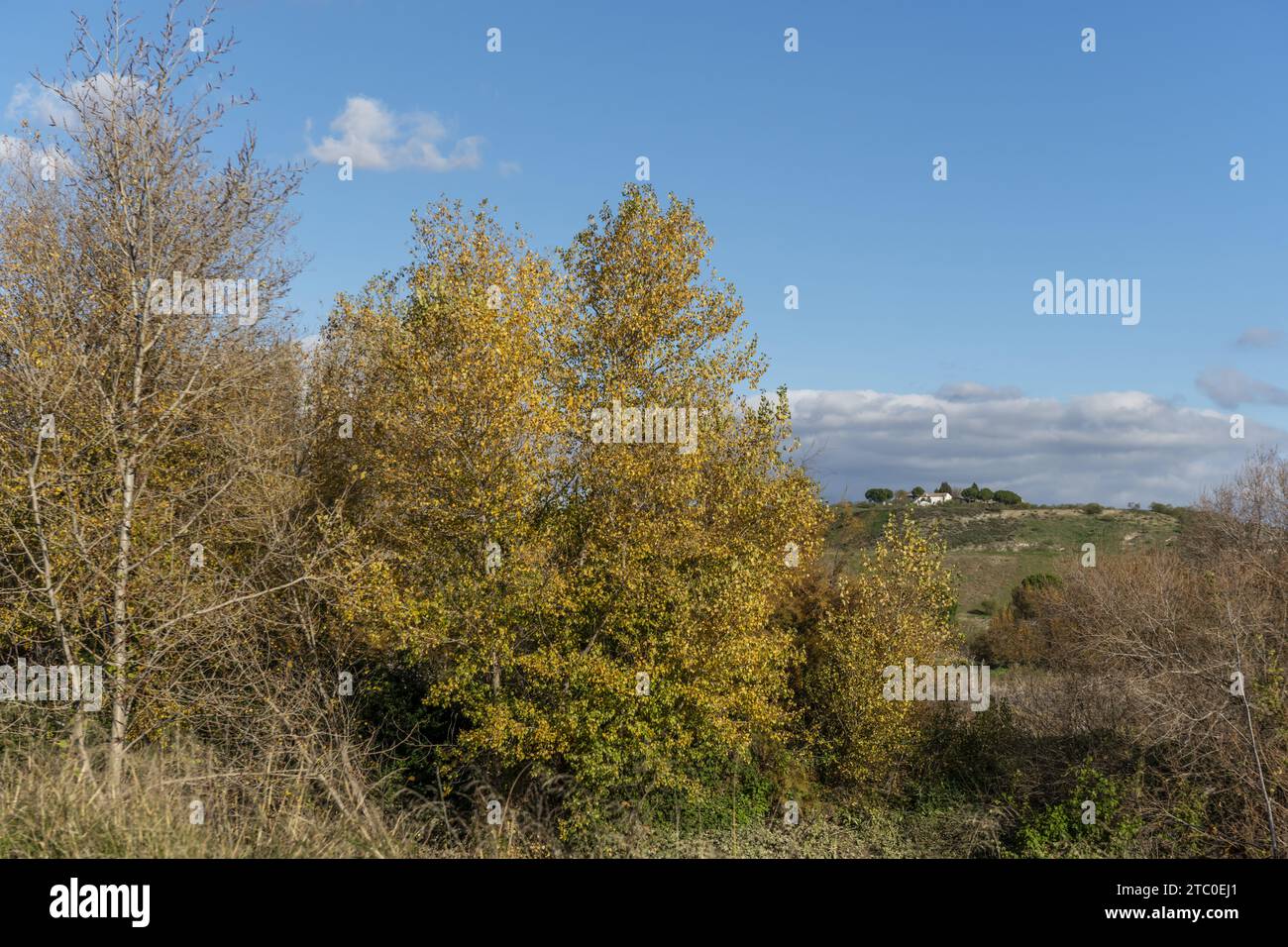 Landschaft mit einem Hain im Vordergrund Stockfoto