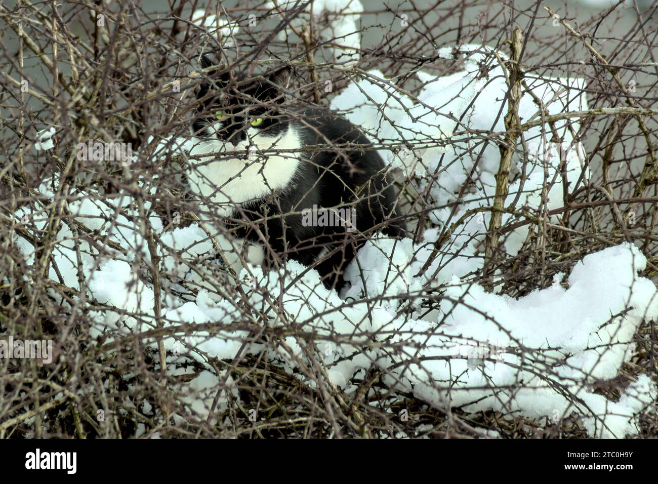 Eine Katze, die im verschneiten thornbusch wartet, um einen Vogel zu fangen. Stockfoto