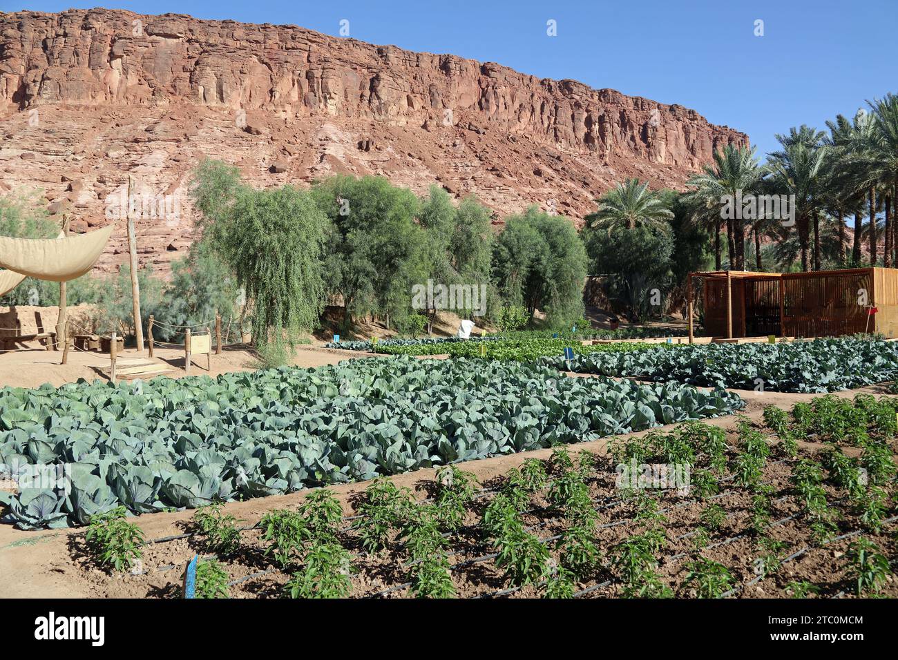 Gemüse, das auf dem Heritage Oasis Trail in Al Ula in Saudi-Arabien angebaut wird Stockfoto