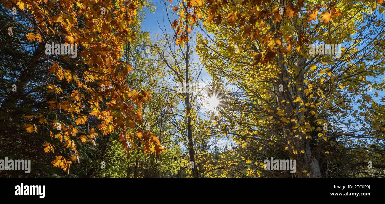 Sonnenstrahlen, die im Herbst durch die Bäume eines andalusischen Waldes gefiltert werden Stockfoto