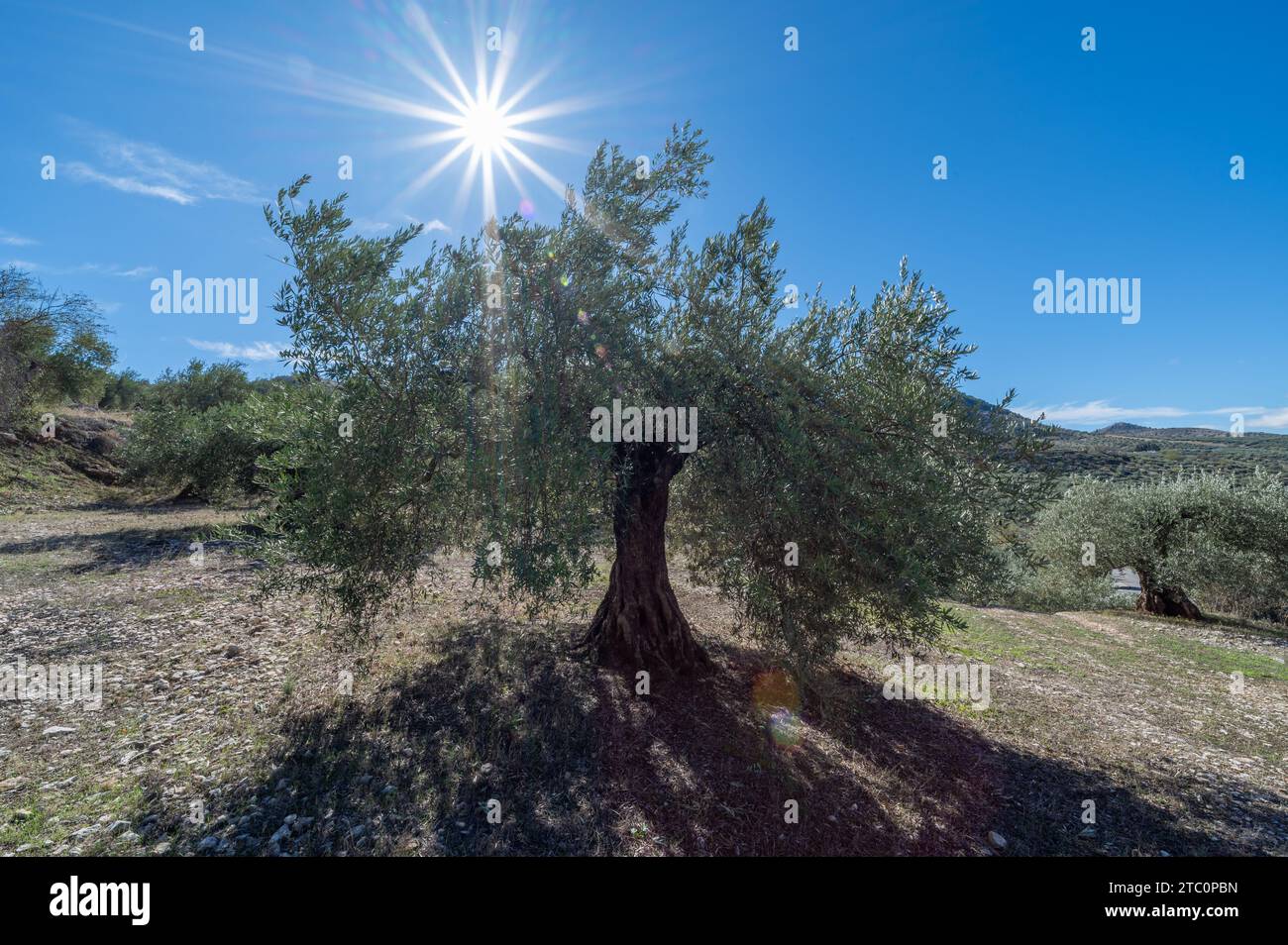 Weitwinkelansicht eines Olivenbaums auf dem Feld mit der Sonne dahinter in Andalusien (Spanien) Stockfoto