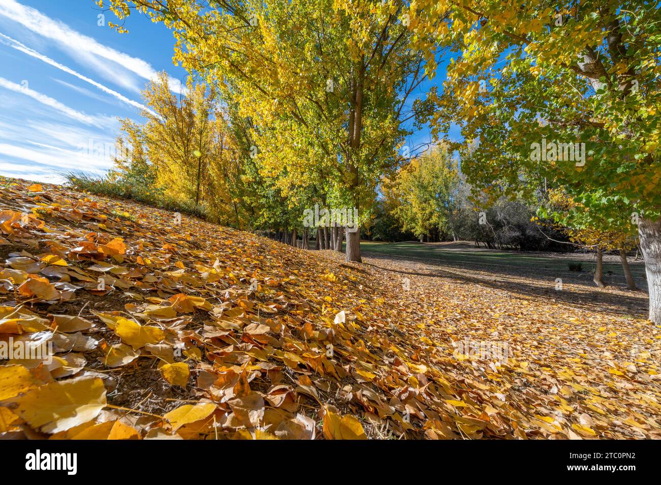 Weitwinkelblick auf einen Wald mit Herbstbäumen an einem hellen sonnigen Morgen Stockfoto
