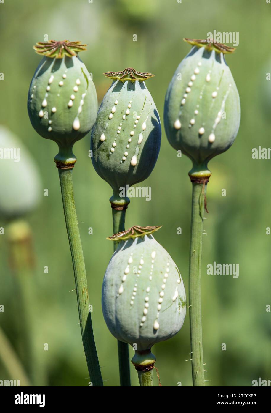 Detail der Opiummohnköpfe, lateinisch Papaver somniferum, unreife Mohnköpfe mit Tropfen Opiummilchlatex, vier Mohnkapseln Stockfoto