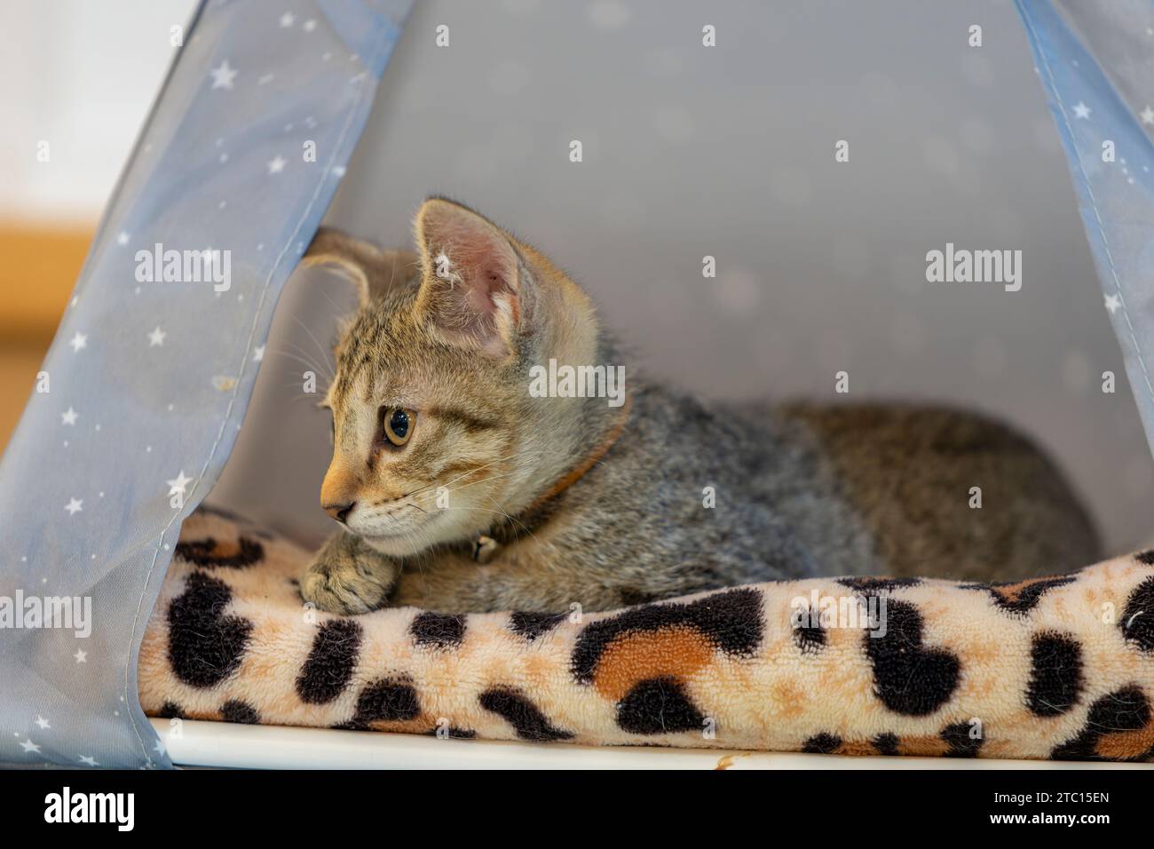Junge Katze, die sehr neugierig aussieht Stockfoto