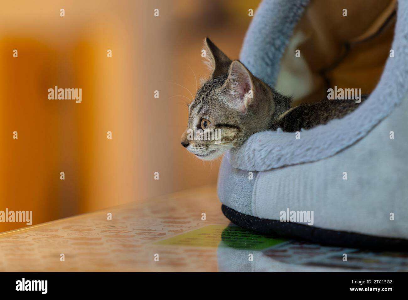 Junge Katze, die sehr neugierig aussieht Stockfoto