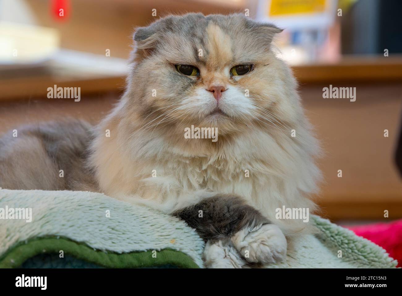 Eine alte Katze sitzt im Korb auf einem Tisch Stockfoto