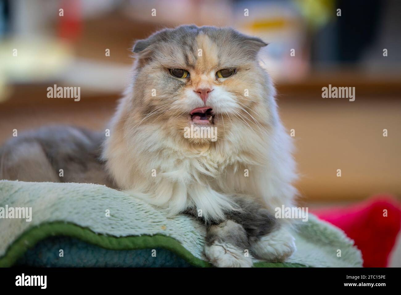 Alte Katze, die neugierig in einem Korb sitzt Stockfoto