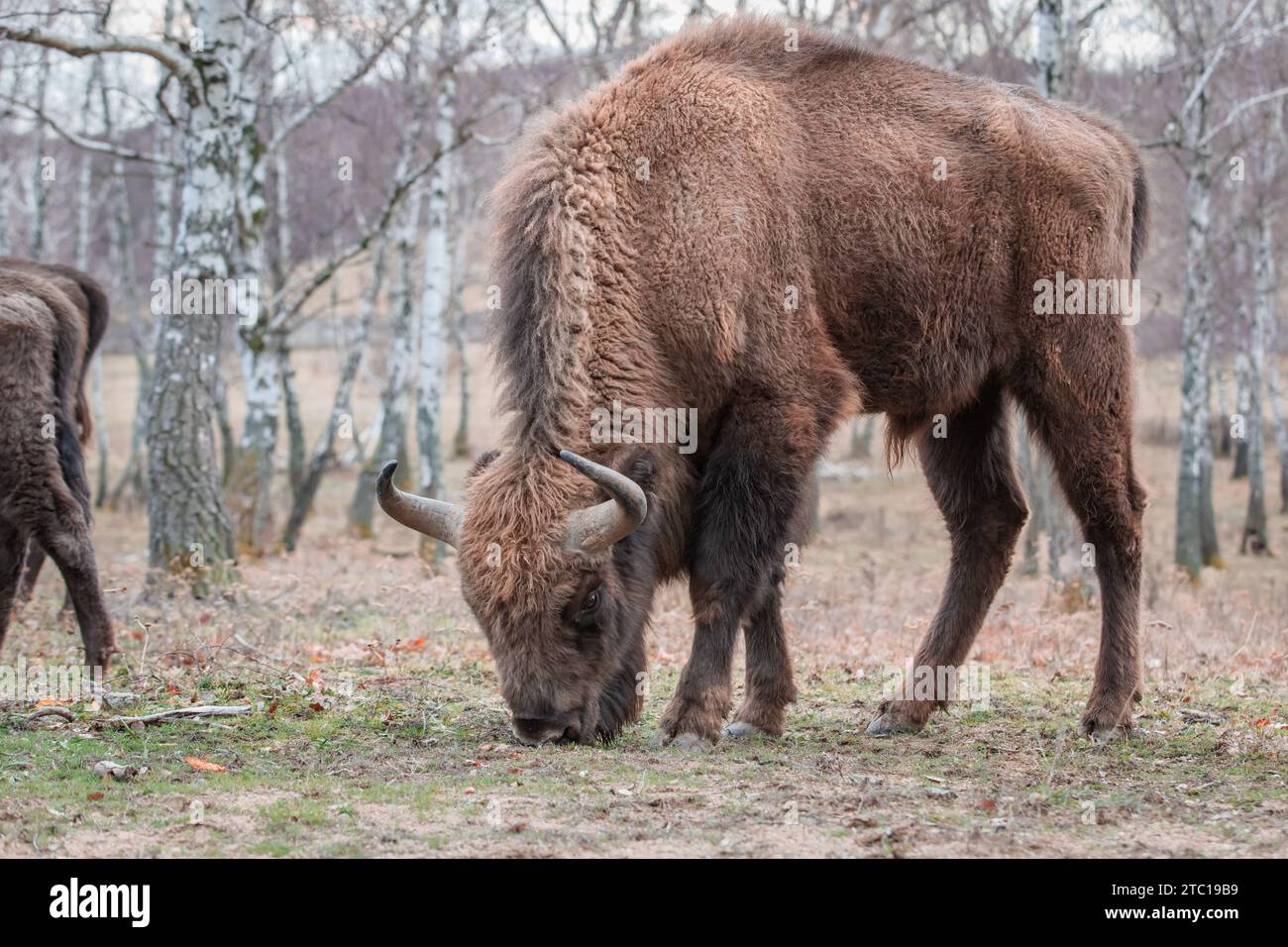 Porträt des europäischen Bison, der in seinem natürlichen Lebensraum in einem Waldschutzgebiet in der Slowakei, Mitteleuropa weidet Stockfoto