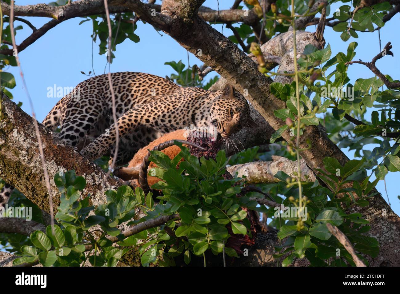 Erwachsener Leopard in einem Baum, der seine Tötung isst, ein männlicher Impala, Serengeti Nationalpark, Tansania Stockfoto