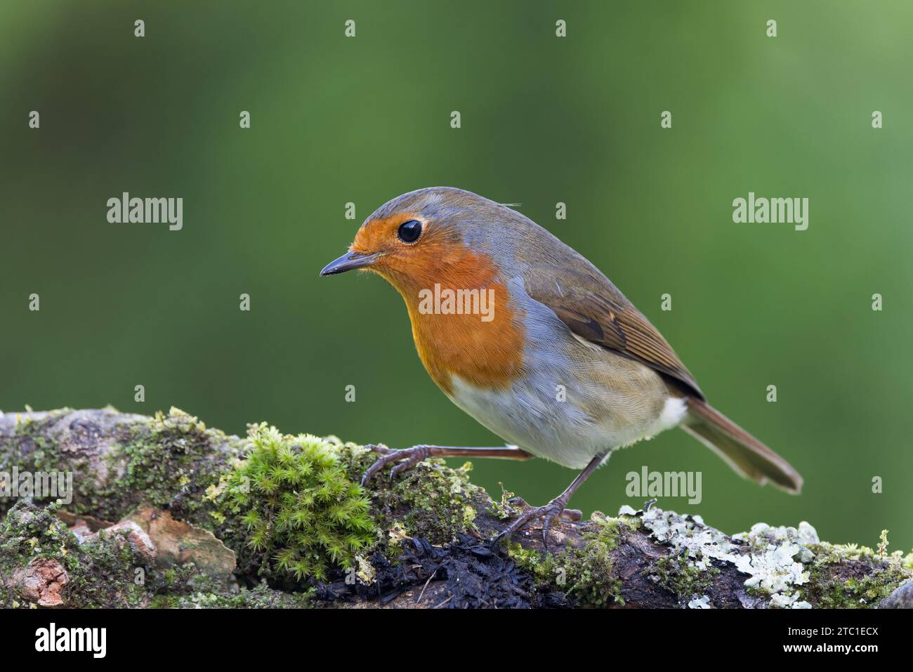 Europäischer Rotkehlchen [ Erithacus rubecula ] ausgewachsener Vogel auf Moos und Flechten bedeckten Zweig Stockfoto