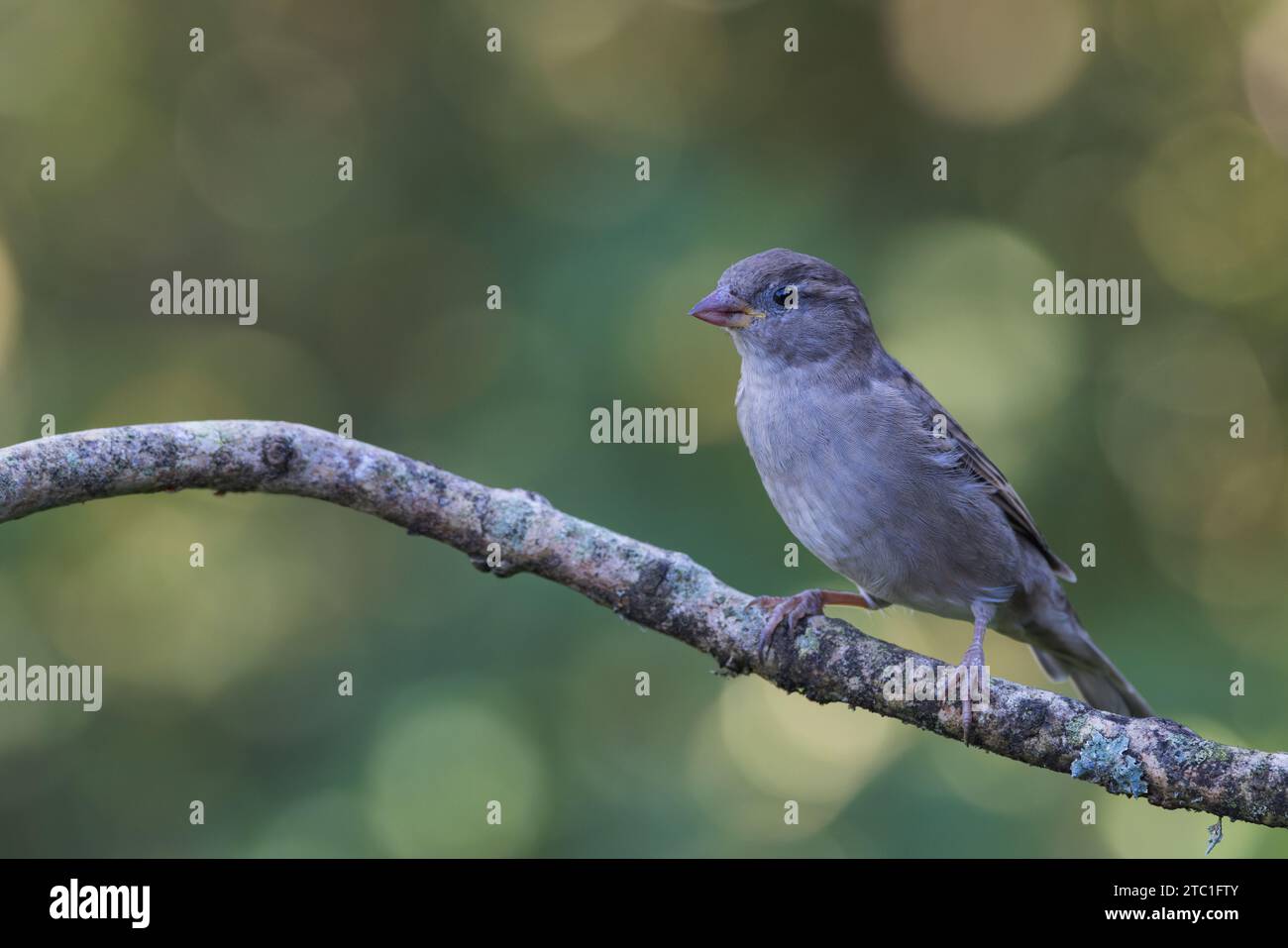 Haus Sparrow [ Passer domesticus ] Jungvogel auf Stock mit unscharfen Bokeh-Highlights im Hintergrund Stockfoto